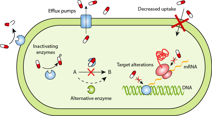 The types of antimicrobial resistance