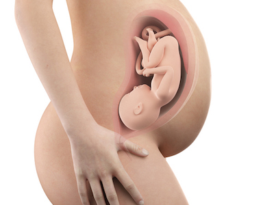 Pregnancy, Human Development and Heredity