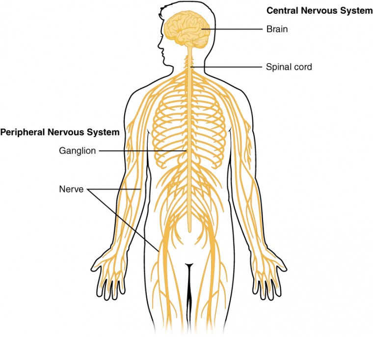 The functioning of the nervous system
